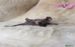 Sphynx cats for sale: Elf sphynx girl with perfect body - Image 7