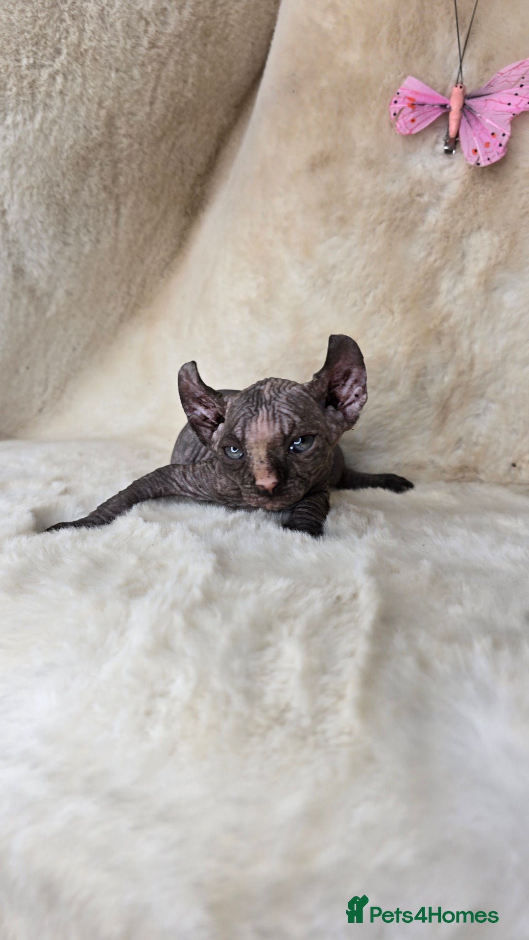Sphynx cats for sale: Elf sphynx girl with perfect body - Image 7