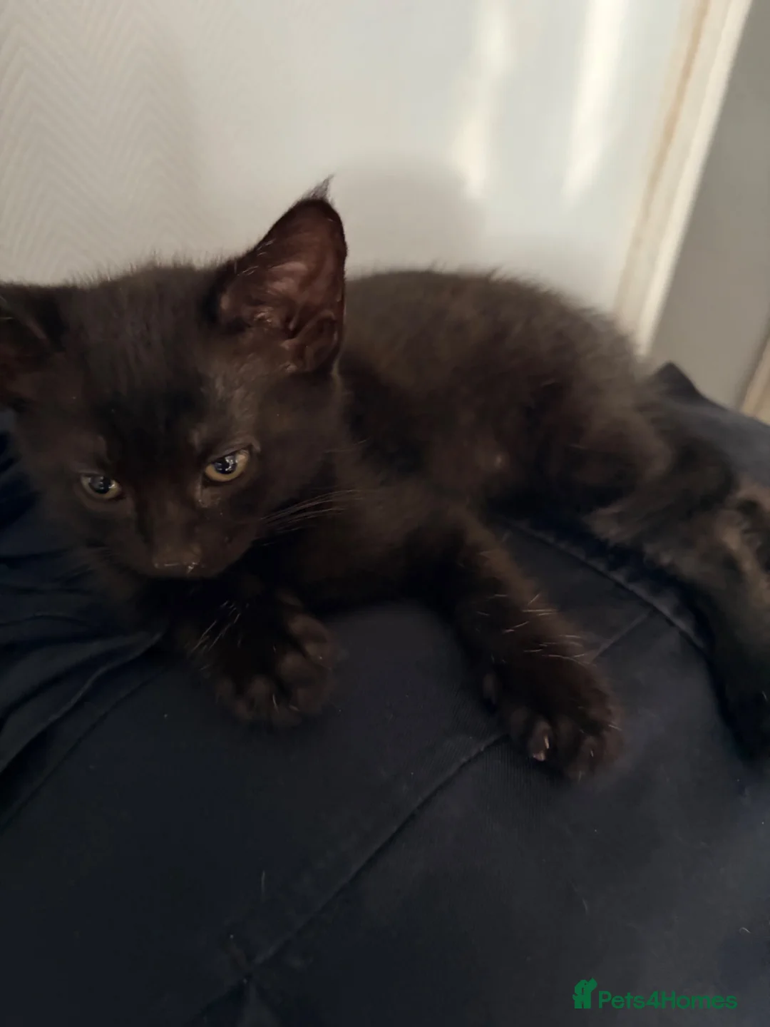 Mixed Breed cats for sale: 6 kittens for sale 2 left  - Advert 2
