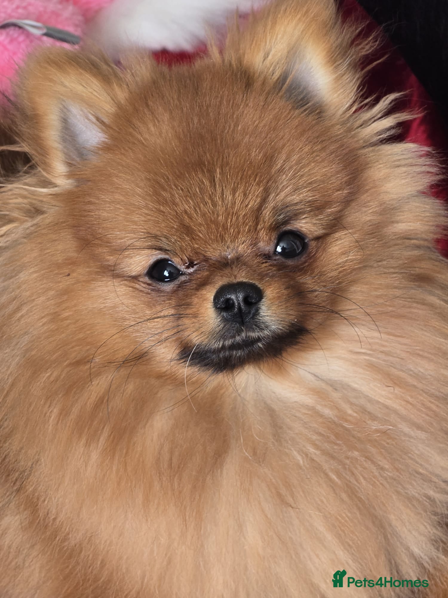 Pomeranian dogs Beautiful Pomeranian female - Advert 11