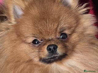 Pomeranian dogs Beautiful Pomeranian female - Advert 12