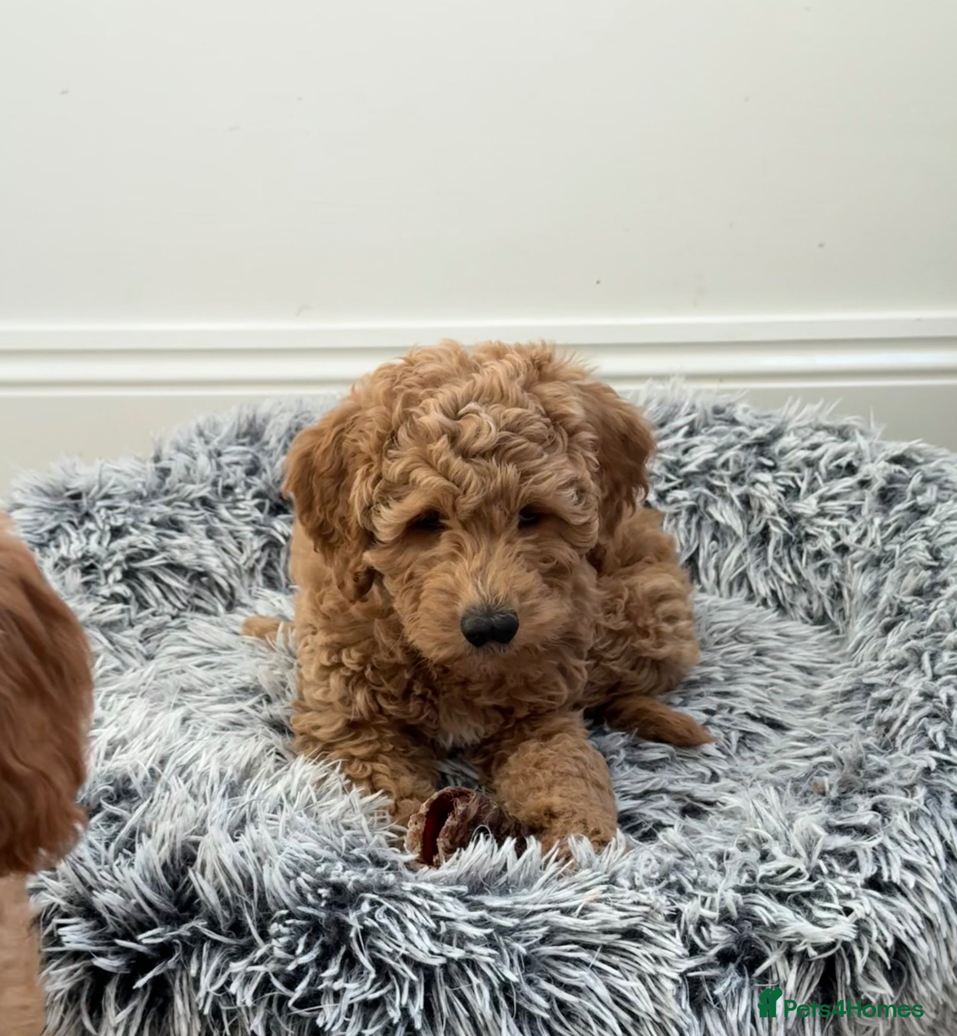 Double Doodle dogs Stunning litter of Australian Double Doodles - Advert 13