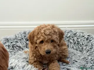 Double Doodle dogs Stunning litter of Australian Double Doodles - Advert 13