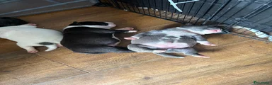 Staffordshire Bull Terrier 1