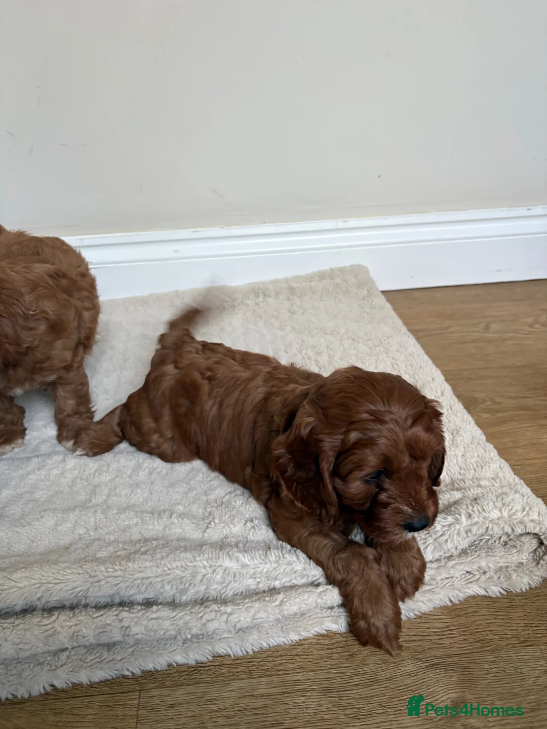 Cavapoo dogs for sale: Cavapoos puppy’s  in Royston - Advert 13