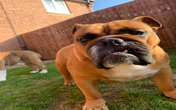 English Bulldog dogs for sale: English bulldog - Image 9