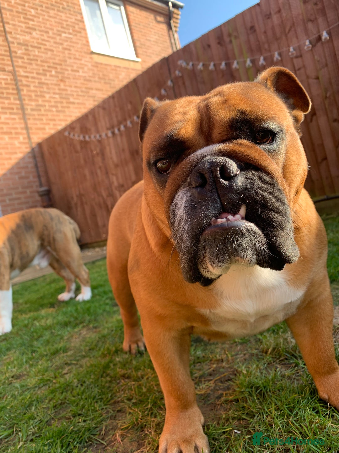 English Bulldog dogs for sale: English bulldog - Image 9