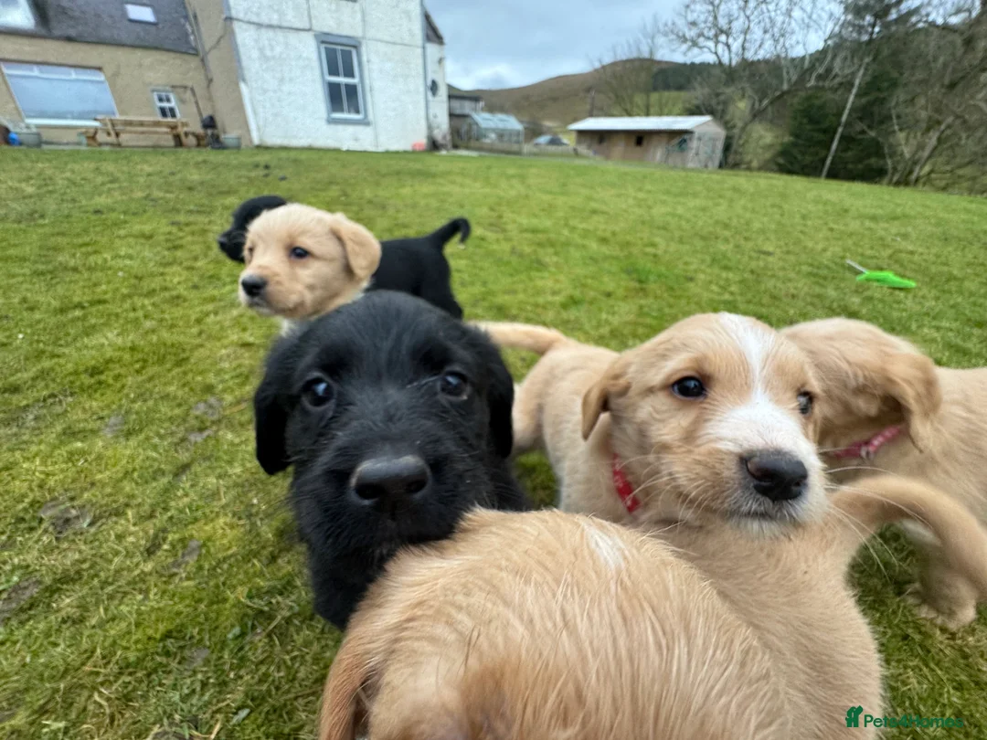 Labradoodle dogs for sale: Labradoodle F1 Puppies Health Tested Parents   - Advert 23