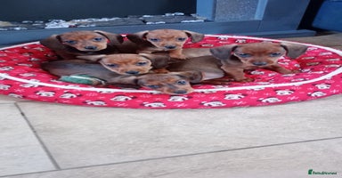 Miniature Dachshund dogs - Advert 4