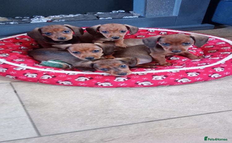 Miniature Dachshund dogs - Advert 2