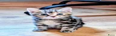 Mixed Breed Kitten 2