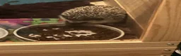 Pygmy Hedgehog rodents for sale: Hedgehog  in Bromley - Advert 3