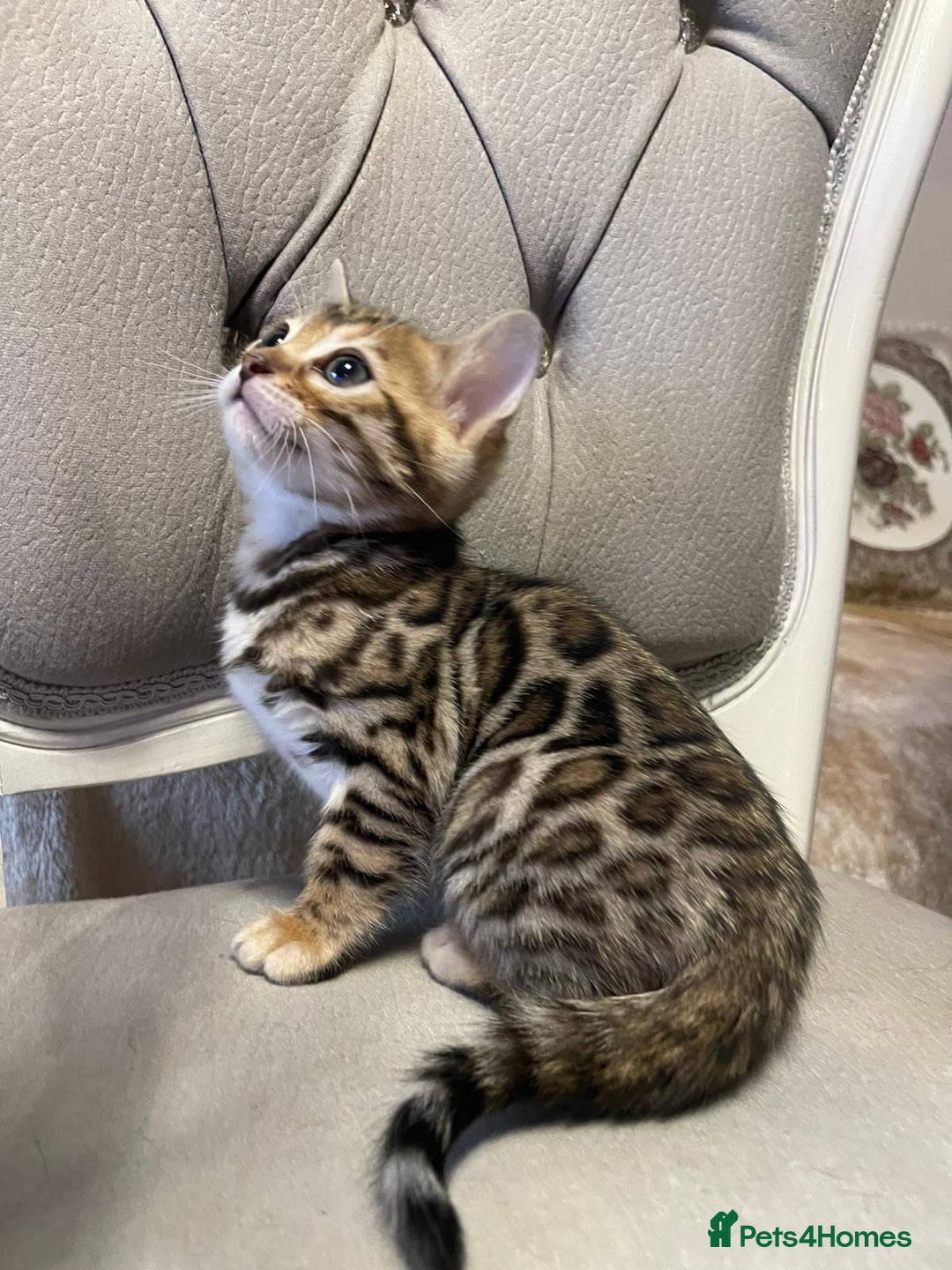 Bengal cats for sale: 5 Outstanding bengal kittens ready for a family  - Advert 3