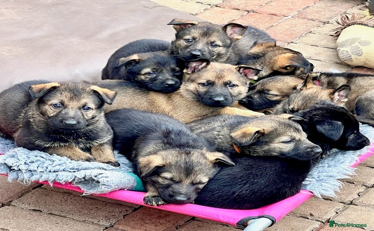 German Shepherd dogs in Bishop Auckland - Advert 1