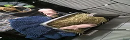 Guinea Pig rodents for sale: Skinny pigs  in Wallsend - Advert 4