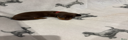 Dachshund dogs for sale: Minatare Dachshund - Advert 8