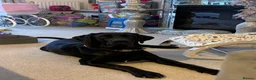 Mixed Breed dogs for sale: Cane corso X Labrador female - Advert 5
