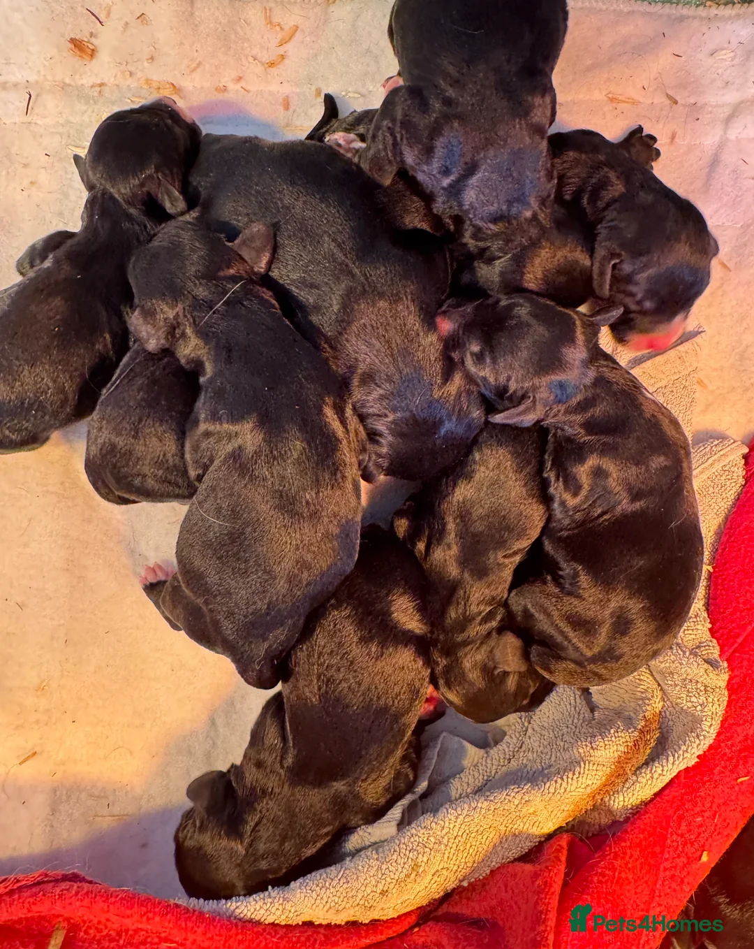 Sproodle dogs for sale: Deposits now taken for my Sproodle pups! - Advert 1