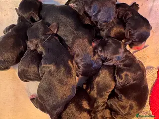 Sproodle dogs Deposits now taken for my Sproodle pups! - Advert 2