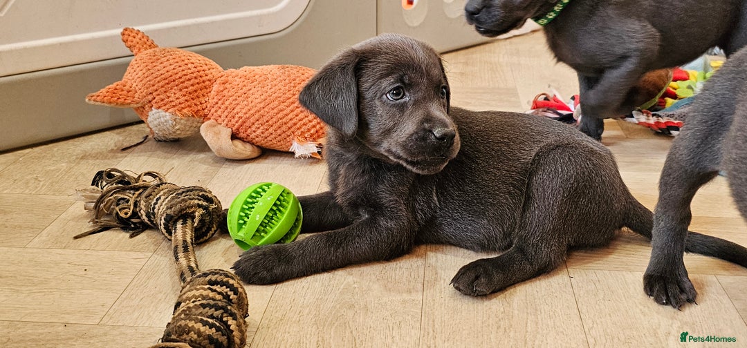 Labrador Retriever dogs for sale: THE LAST 4 KC HEALTH TESTED LABS READY TO NOW.  - Image 8