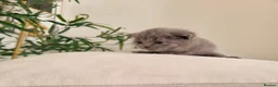 British Shorthair cats for sale: Adorable 100% British Shorthair Kittens - Advert 3
