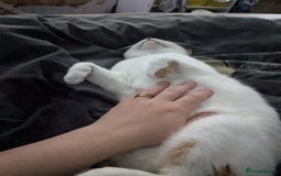 Mixed Breed cats for sale: Two siblings cats for sale  - Image 3