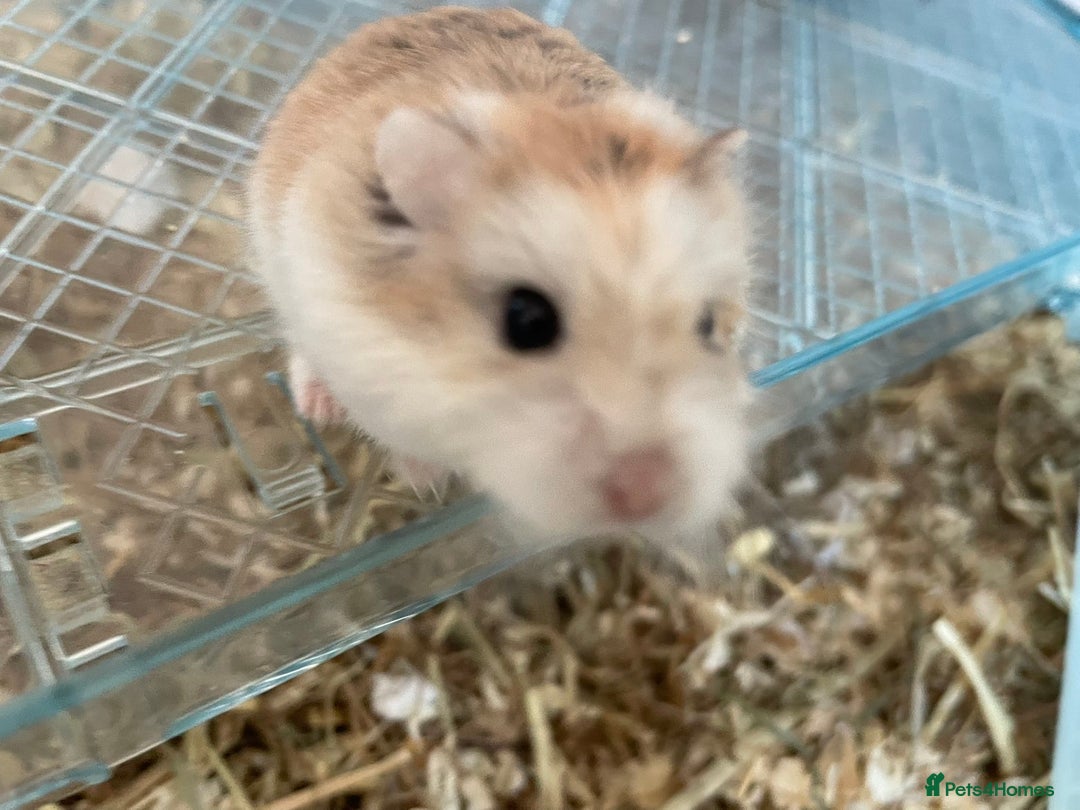 Hamster rodents for sale: Russian dwarf hamster  - Image 4