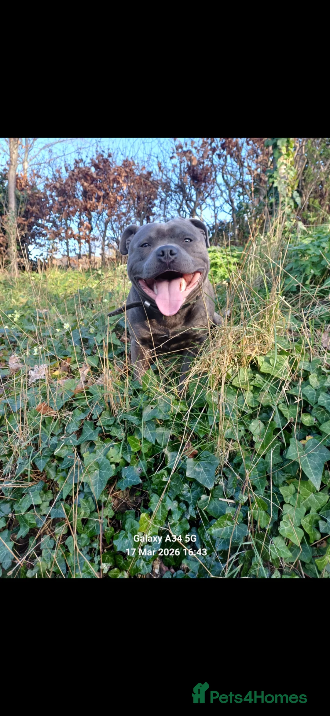 Staffordshire Bull Terrier dogs for stud: ZEUS for stud duties fully kc stunning boy in Cradley Heath - Advert 10