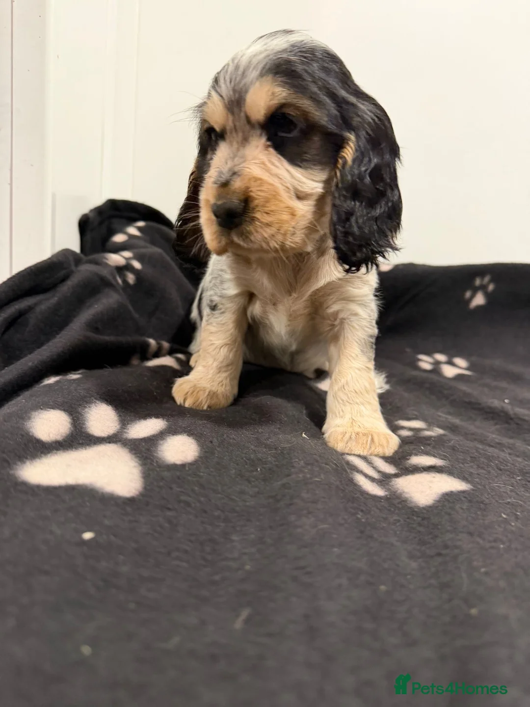 Cocker Spaniel dogs for sale: Show Type Cocker Spaniel Puppies 🐶 - Advert 13