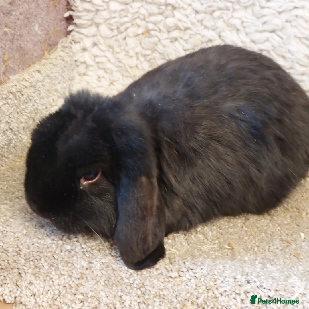 Mini Lop rabbits for sale:  Sold 2 Beautifull minilops  doe &buck - Advert 4