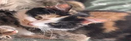 Mixed Breed cats for sale: ✨Fluffy Kittens Looking for Their Forever Homes✨ in Nottingham - Advert 4