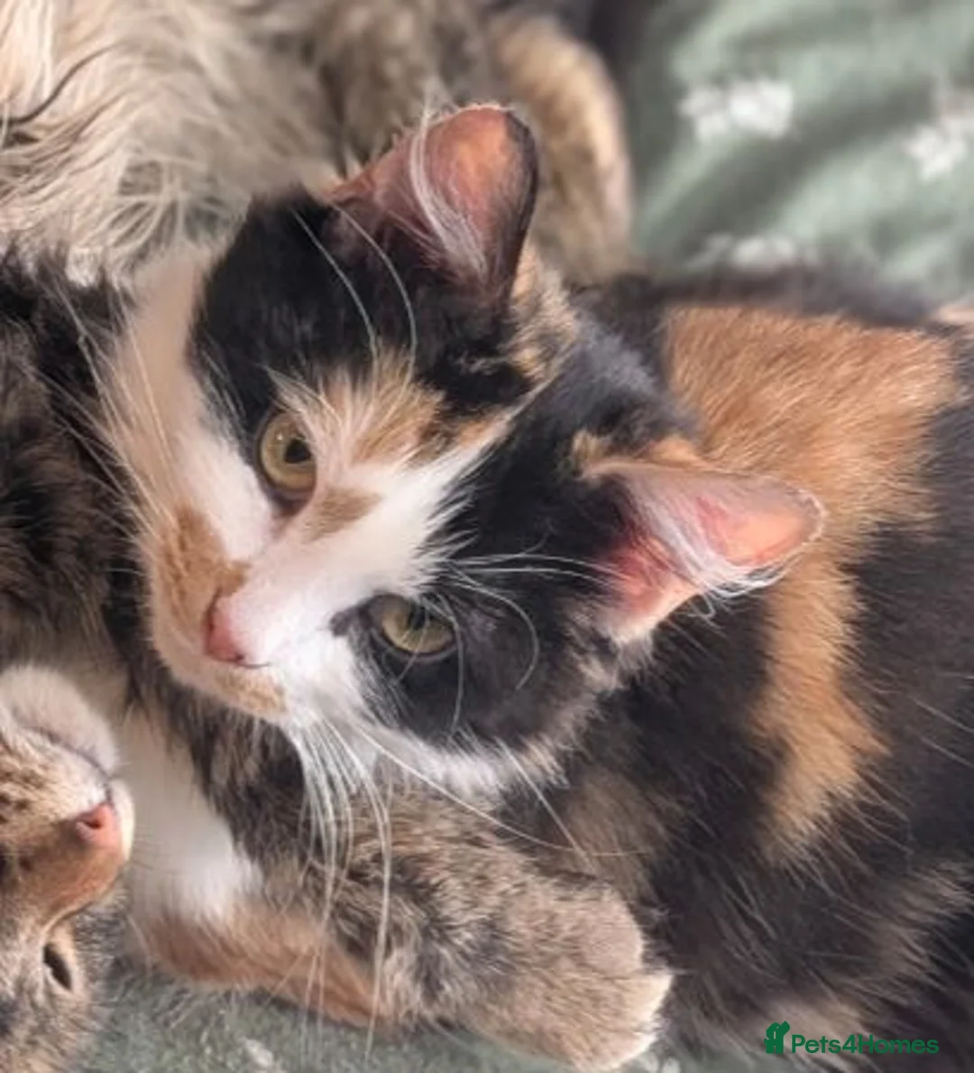 Mixed Breed cats for sale: ✨Fluffy Kittens Looking for Their Forever Homes✨ in Nottingham - Advert 4