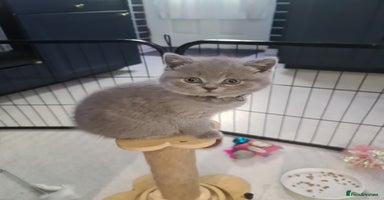 British Shorthair cats - Advert 14