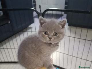 British Shorthair cats - Advert 2