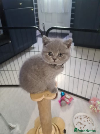 British Shorthair cats - Advert 3