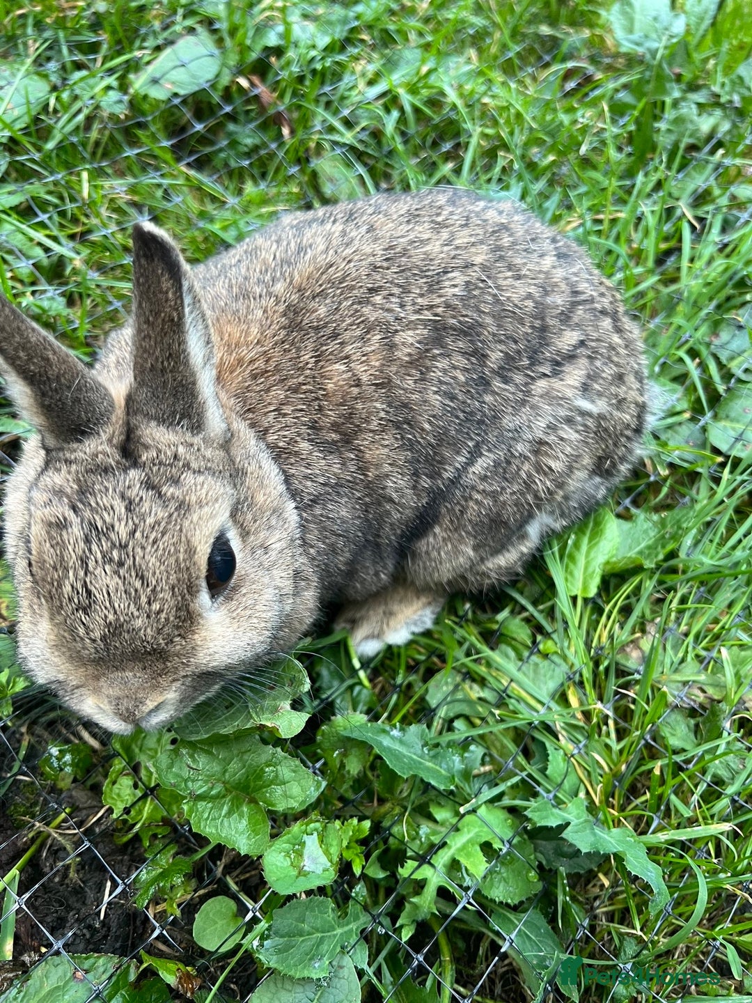 Netherland Dwarf rabbits for sale: 3 Netherland dwarf rabbits  - Image 2