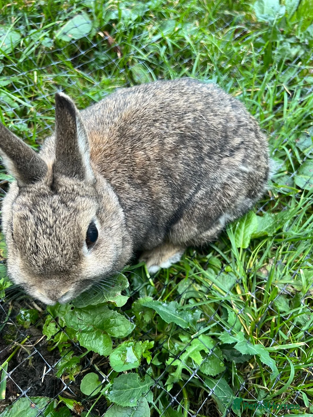 Netherland Dwarf rabbits for sale: 3 Netherland dwarf rabbits  - Advert 2