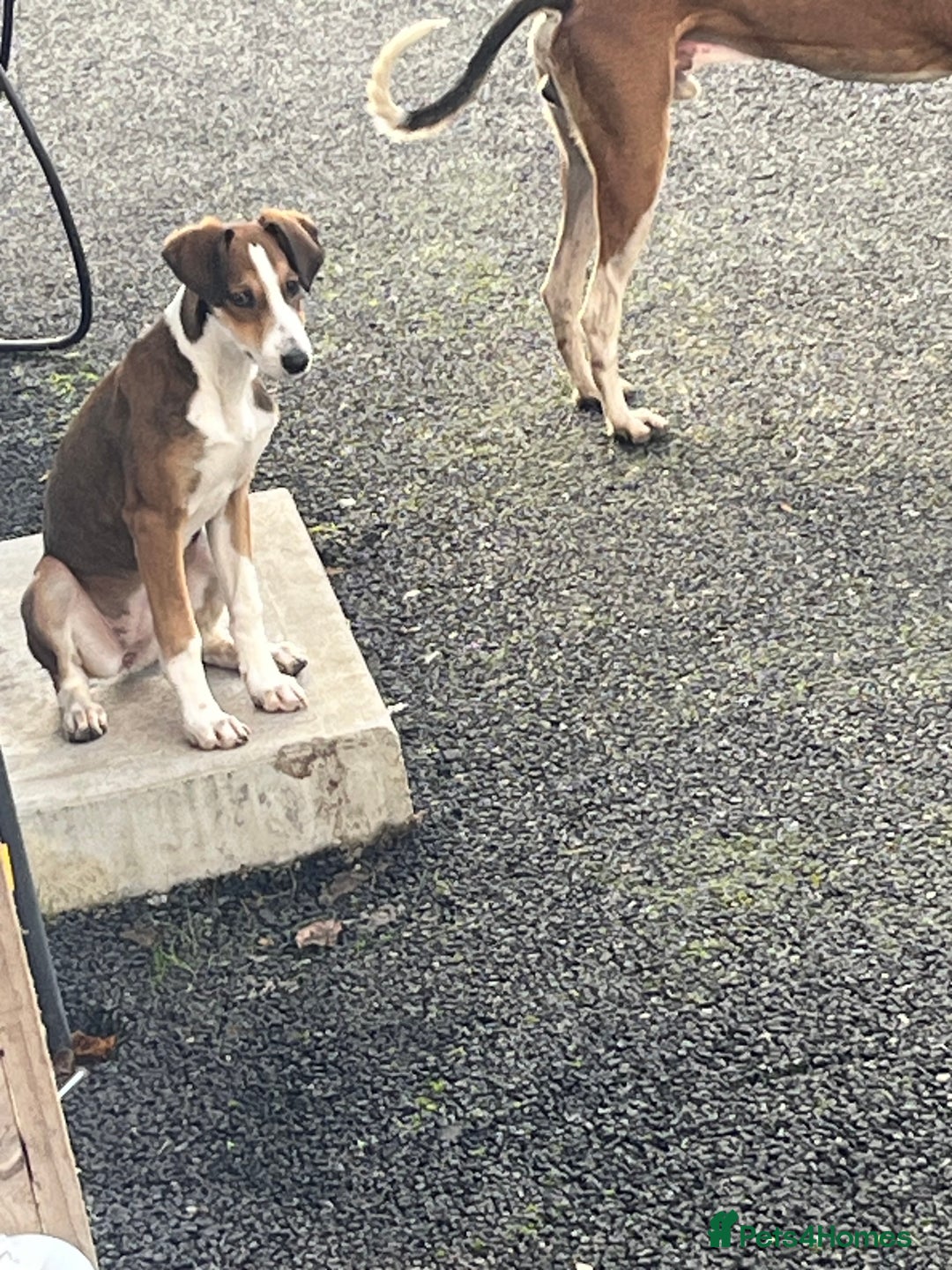 Lurcher dogs for sale: Beautiful lurcher puppy - Advert 3