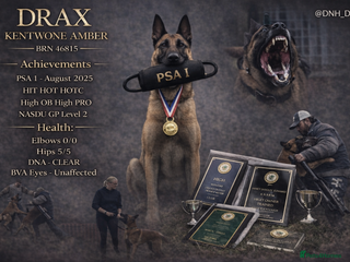 Belgian Shepherd Dog dogs Health tested KC Belgian Malinois for stud - Advert 2