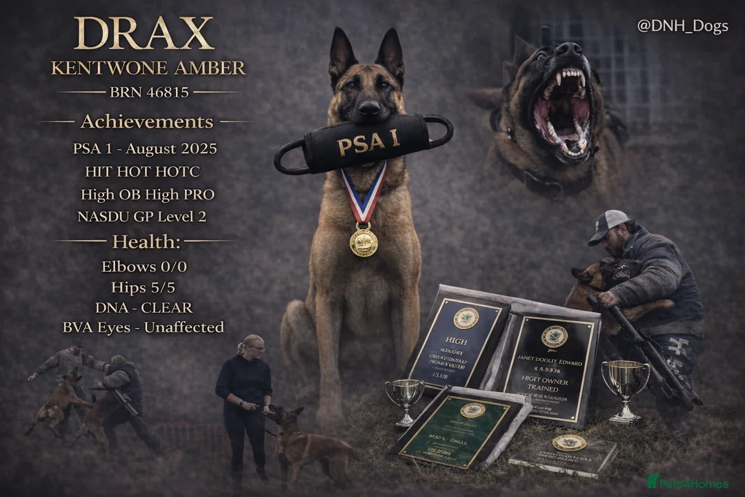 Belgian Shepherd Dog dogs for stud: Health tested KC Belgian Malinois for stud  - Advert 1