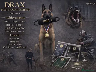 Belgian Shepherd Dog dogs Health tested KC Belgian Malinois for stud - Advert 4