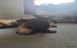 Mixed Breed dogs for sale: Belgian Malinois X Shar-pei puppies  - Advert 24