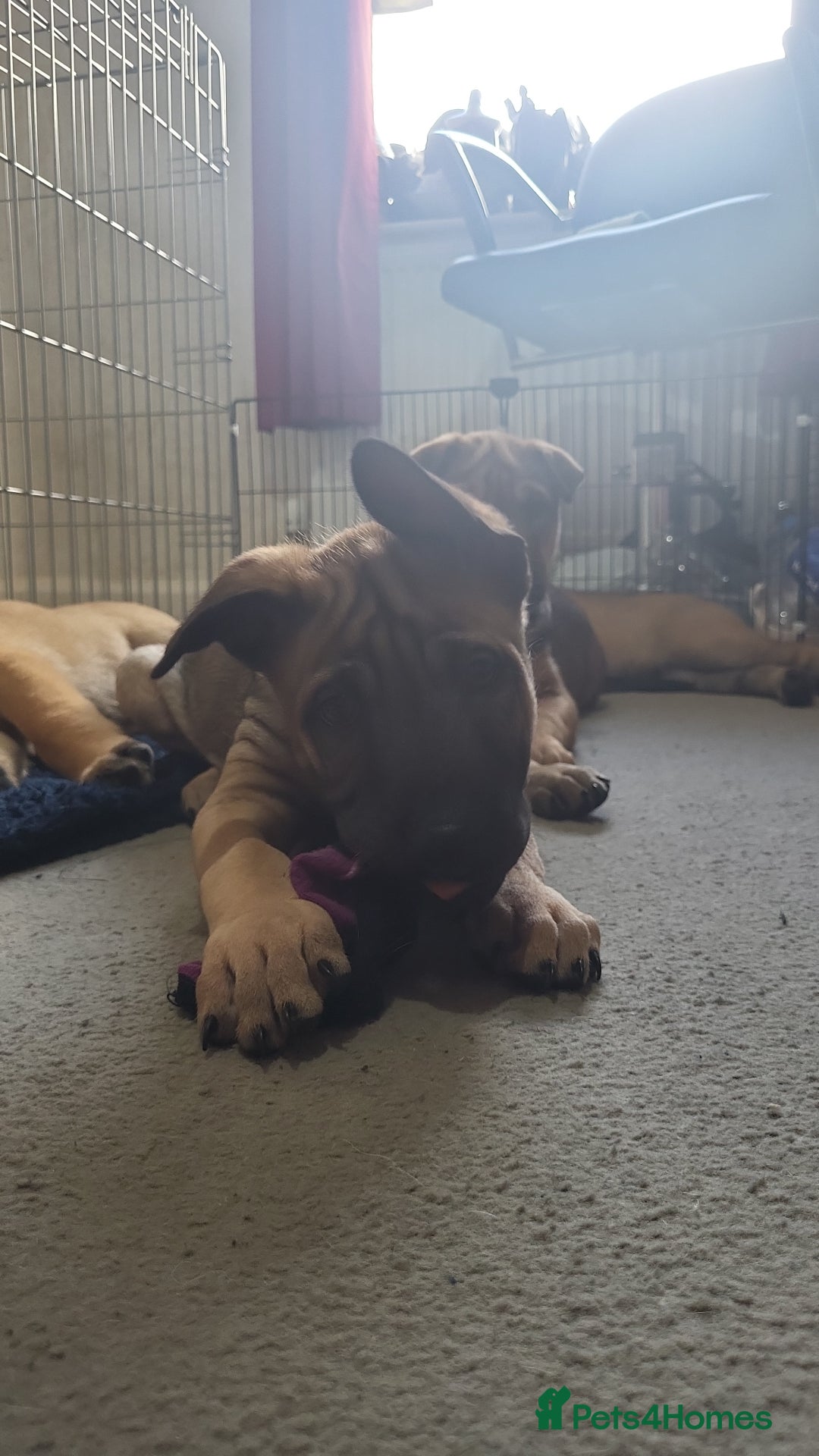 Mixed Breed dogs for sale: Belgian Malinois X Shar-pei puppies  - Advert 24