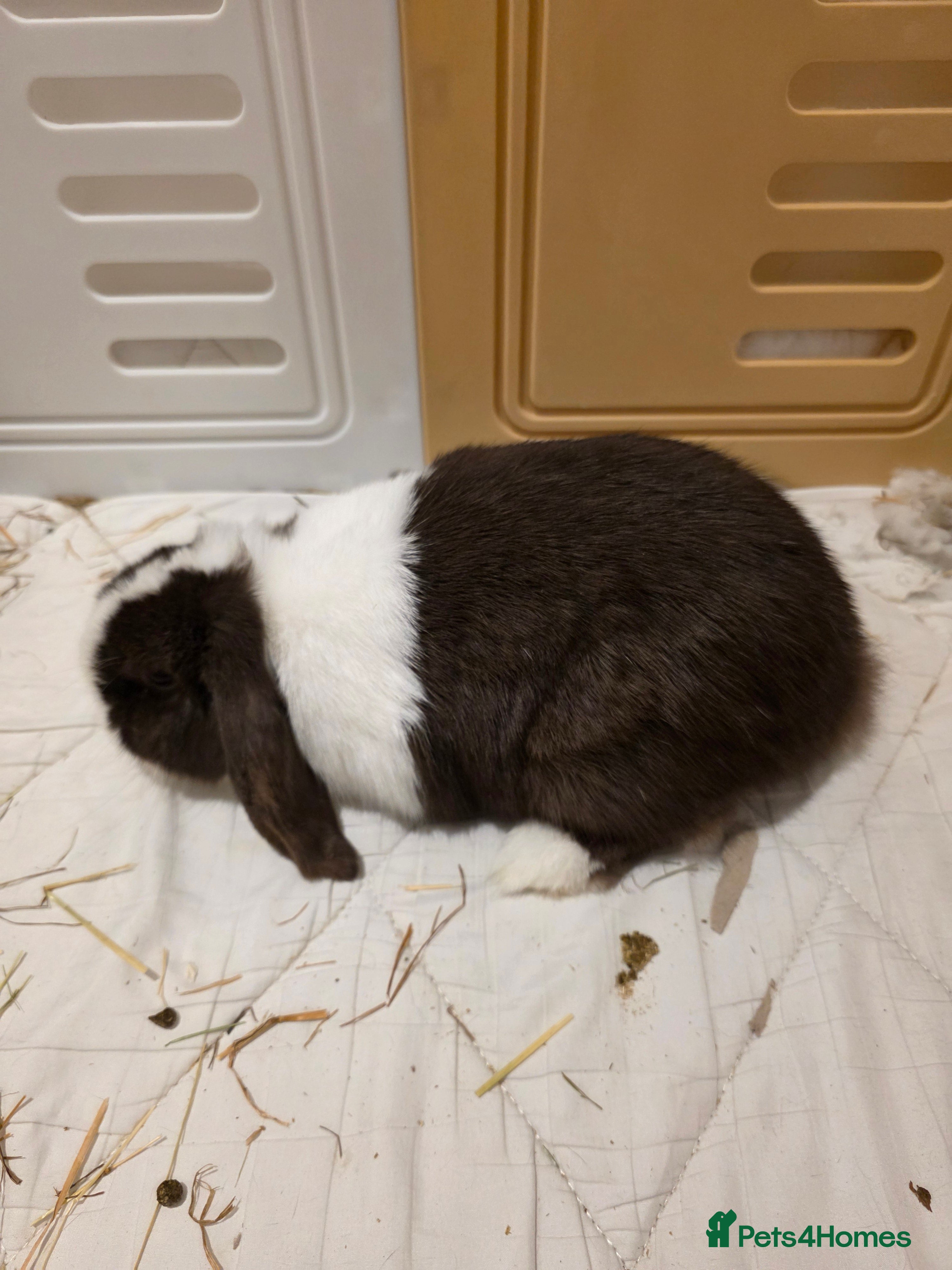 Mini Lop rabbits Two Chocolate split mini lops - Advert 1