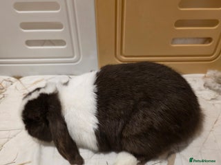 Mini Lop rabbits Two Chocolate split mini lops - Advert 1