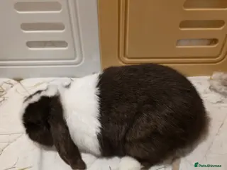 Mini Lop rabbits Two Chocolate split mini lops - Advert 10