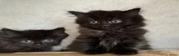 Maine Coon cats for sale: Maine coon kittens  - Advert 7