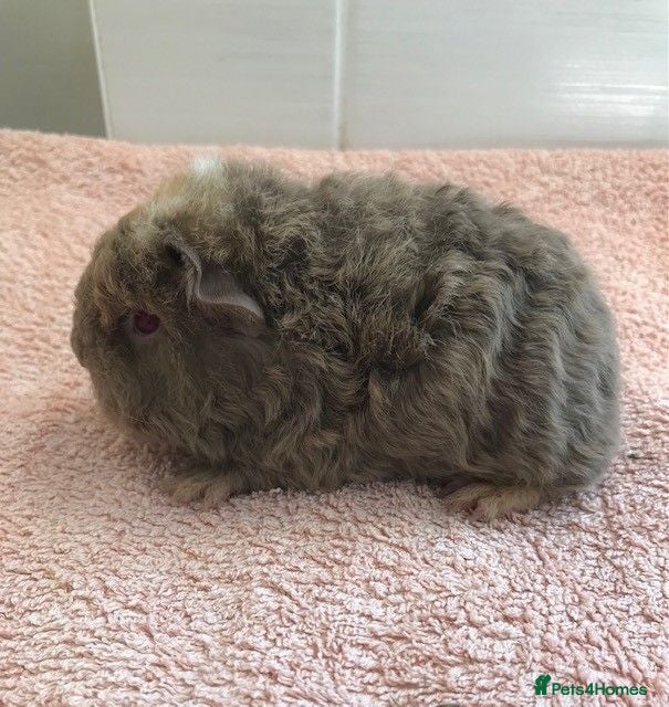Guinea Pig rodents Pure Bred Merino Sow and Boars - Advert 1