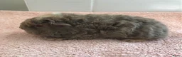 Guinea Pig rodents for sale: Pure Bred Merino Sow and Boars - Advert 1