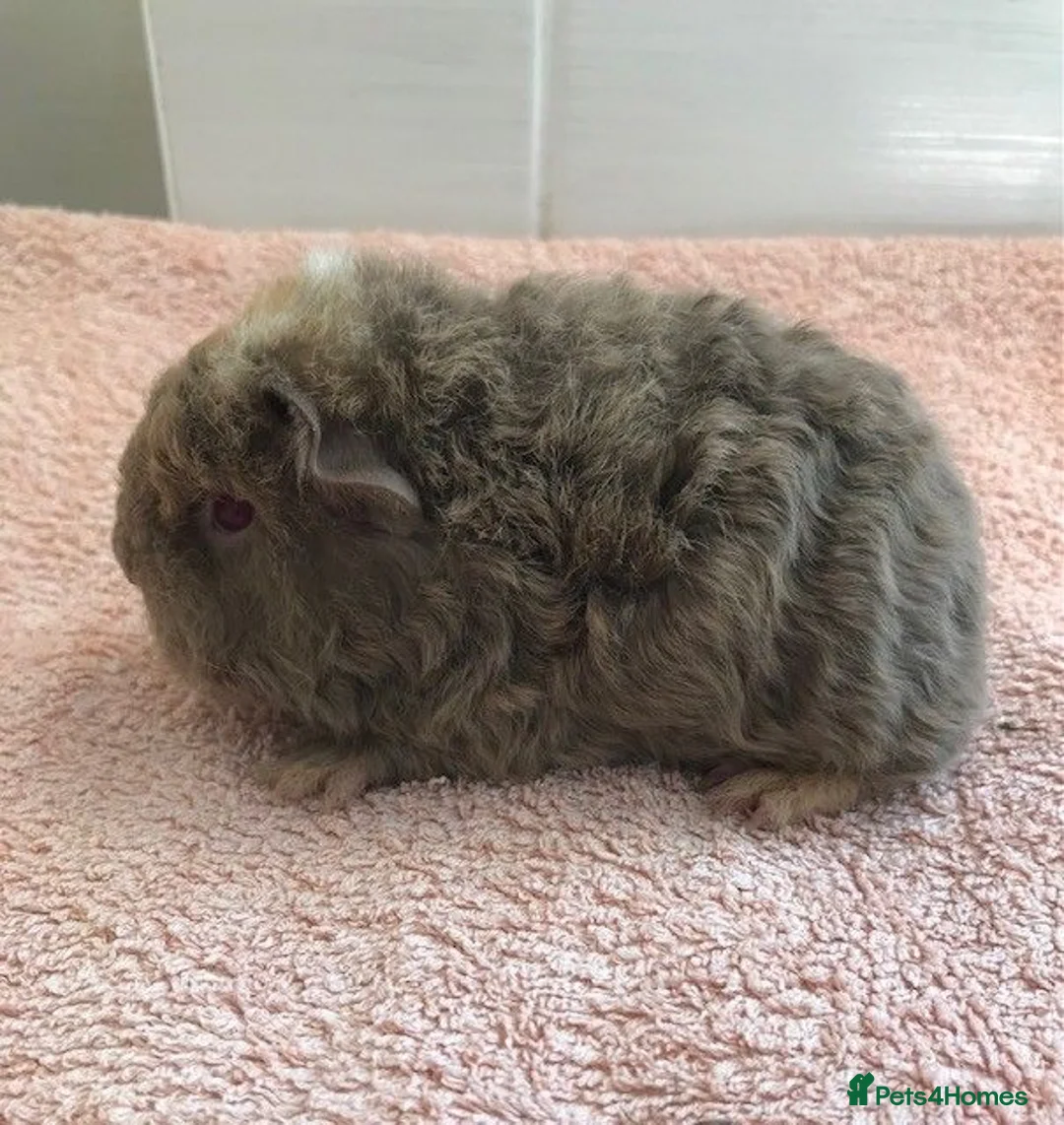 Guinea Pig rodents for sale: Pure Bred Merino Sow and Boars - Advert 1